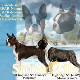 Boston Terrier puppies from Quinney’s Boxers and Boston Terriers