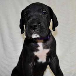 Rowan's Creek - Black and white female Great Dane puppy in Chapmansboro, Tennessee from Balthrop Bend Farms