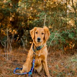 Maui - Golden Retriever