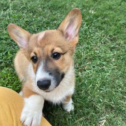 Mr Red - Red male Pembroke Welsh Corgi puppy in Adairsville, Georgia from R&R Corgis