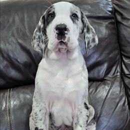 Patches - Mantle merle female Great Dane puppy in Castle Rock, Washington from Uber Alles Great Danes