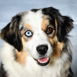 Riata - Miniature Australian Shepherd