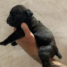 Lt Blue - Black male Cane Corso puppy in Paris, Texas from Knucklehead Cane Corso