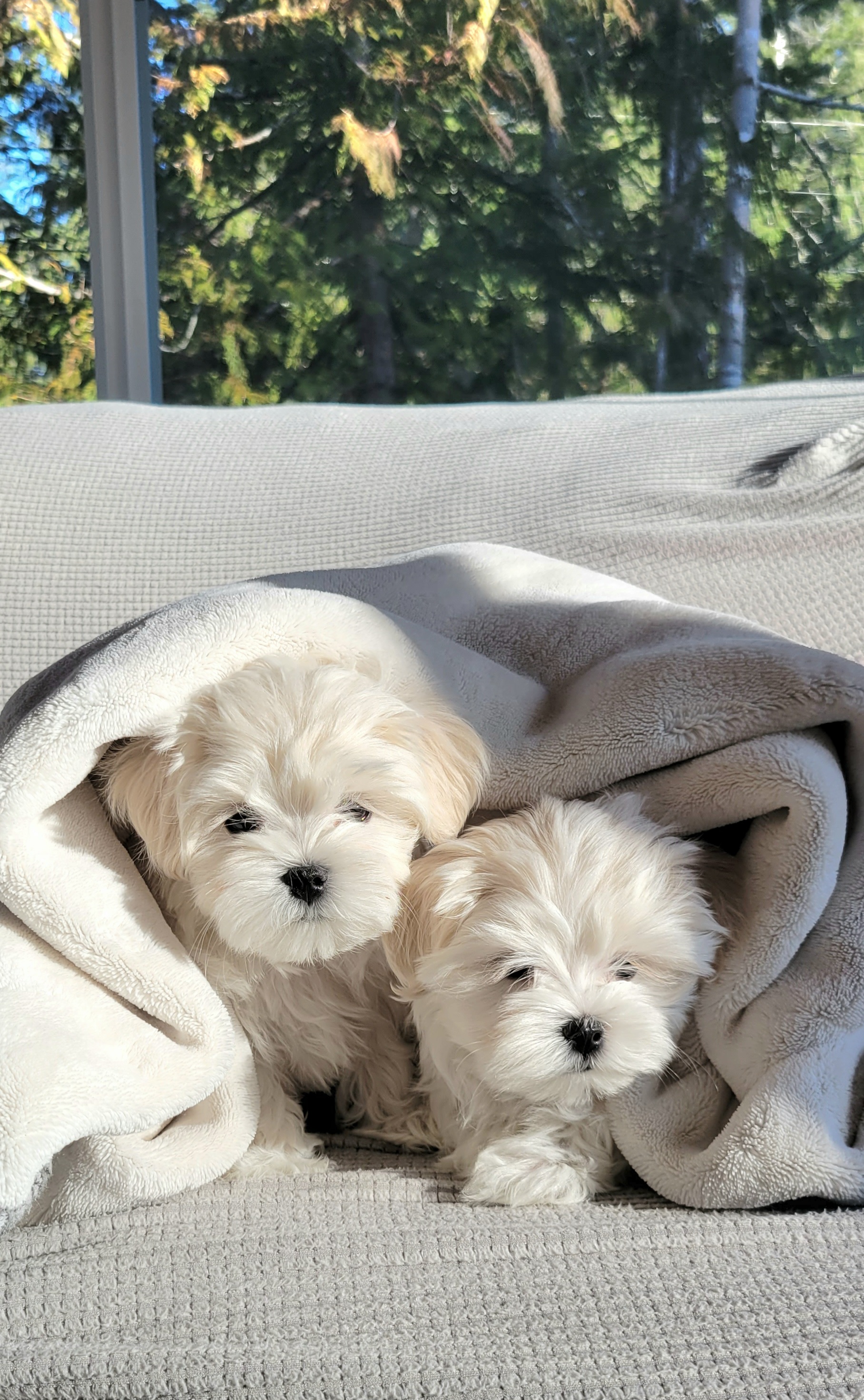 Maltese from MaltesePark