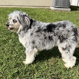 Bubbles - Aussiedoodle