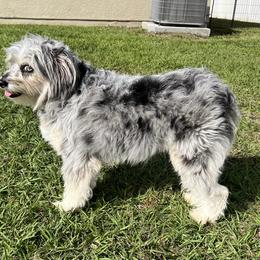 Bubbles - Aussiedoodle