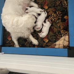 Clumber Spaniel Puppies from Briton Clumber Spaniels