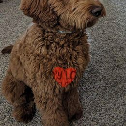 Aussiedoodle, Bernedoodle, Cockapoo, and Goldendoodle Puppies from Puppy Love Doodles