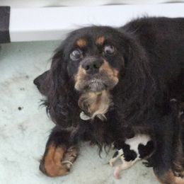 Mercy - Cavalier King Charles Spaniel