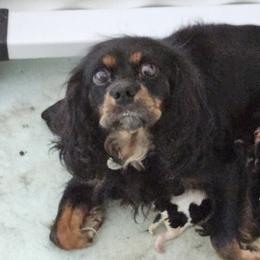 Mercy - Cavalier King Charles Spaniel
