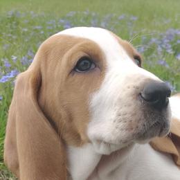 Basset Hounds and Bulldogs from Meadows farm