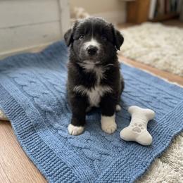 Onyx - Black & white male Australian Shepherd puppy in Ellensburg, Washington from Creekside Aussies