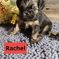 Brussels Griffon Puppies from Rhonda Miller's Bussels Griffon