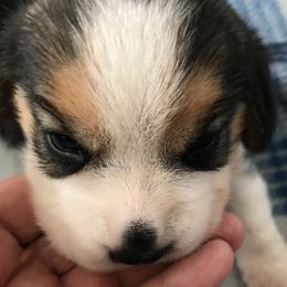 Beagles from Alakay Beagles