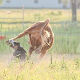 Australian Shepherds from Dos Lobos Ranch, LLC