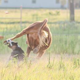 Australian Shepherds from Dos Lobos Ranch, LLC