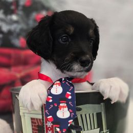 Elvis - Black male Double Doodle puppy in Prescott Valley, Arizona from Ramirez Family Doodles