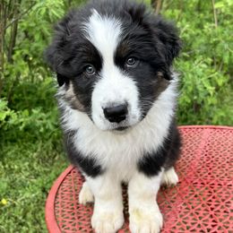 Lucky - Black tri-color male Australian Shepherd puppy in Molt, Montana from Prairie Paws Australian Shepherds