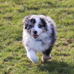 Miniature Australian Shepherd Puppies from Ridgestar Aussies