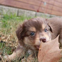 Miniature Australian Shepherd and Toy Australian Shepherd Puppies from Flying H Toy and Mini Aussies
