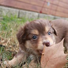 Miniature Australian Shepherd and Toy Australian Shepherd Puppies from Flying H Toy and Mini Aussies
