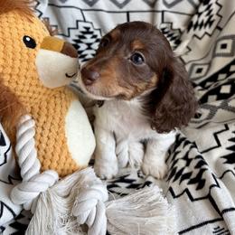 Dachshund Puppies from Dachshund Den