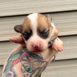 Wrangler - Red and white male American Corgi puppy in Solon Springs, Wisconsin from Werpstead Shorties