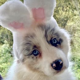 Australian Shepherd Puppies from Bright Eyes Aussies