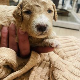 Gigi - Apricot female Poodle puppy in Calimesa, California from Coriander Pups