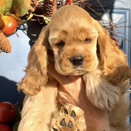 Cocker Spaniel Puppies from Belive in Dreams Cockers