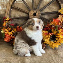 Rosie - Red merle female Miniature American Shepherd puppy in Cowlitz County, Washington from Pleasant Woods Miniature American Shepherds