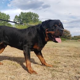 Duke - Rottweiler