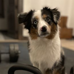 Toy Australian Shepherds from MT Ridge Aussies