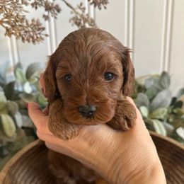 Ember - Red female Cavapoo puppy in Ephrata, Washington from Gingers Cavapoo’s