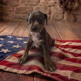 Girl 11 - female Catahoula Leopard Dog puppy in Greenwood, Delaware from OpenGate Catahoulas