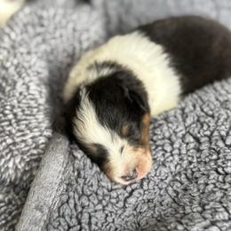 Aspen's Boy 1 - Blue merle white and tan male Shetland Sheepdog puppy in Shirley, Arkansas from Lucky Pups