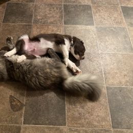 Aussiedoodle Puppies from Drew’s Aussies & Doodles