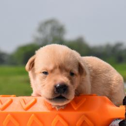 Green collar - Yellow male Labrador Retriever puppy in Gober, Texas from Trigger Time Kennels