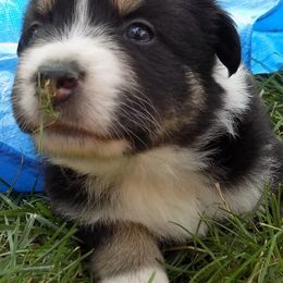 Miniature Australian Shepherds from Sally Doss' Miniature Australian Shepherds