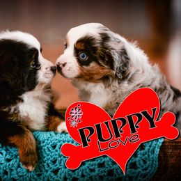 Toy Australian Shepherd Puppies from No Limit Ranch Miniature and Toy Australian Shepherds