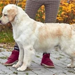 Shasta - Golden Retriever