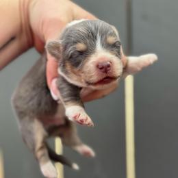 Chevy - Blue male Pembroke Welsh Corgi puppy in East Oakdale, California from Rhettro Kennels