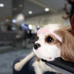 Girl 1 - Blenheim Cavalier King Charles Spaniel puppy in Boise, Idaho from Corinne Cavalier's