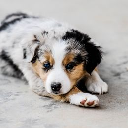 Miniature Australian Shepherd Puppies from Rockin D Mini Aussies