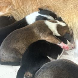 Pembroke Welsh Corgi Puppies from Kelsie Prieskorn