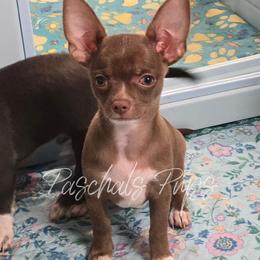 Rodger - Chocolate and white male Chihuahua puppy in Bowdon, Georgia from Paschal's Pups