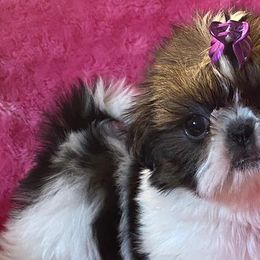 Shih Tzus from Beauty's Shih Tzu (Georgia)