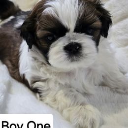 Shih Tzu Puppies from Southern Class Shih Tzu