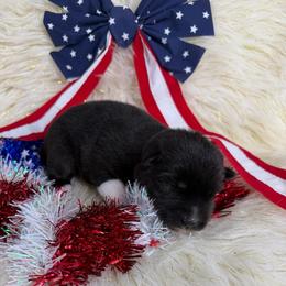 Cottonmouth - Black female Siberian Husky puppy in Folsom, Louisiana from Geaux Fluffy