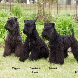 Kerry Blue Terriers from Lindmar Kerry Blue Terriers